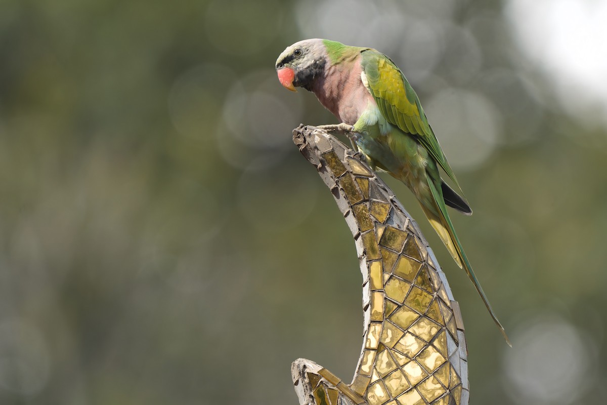 Red-breasted Parakeet - ML642054145