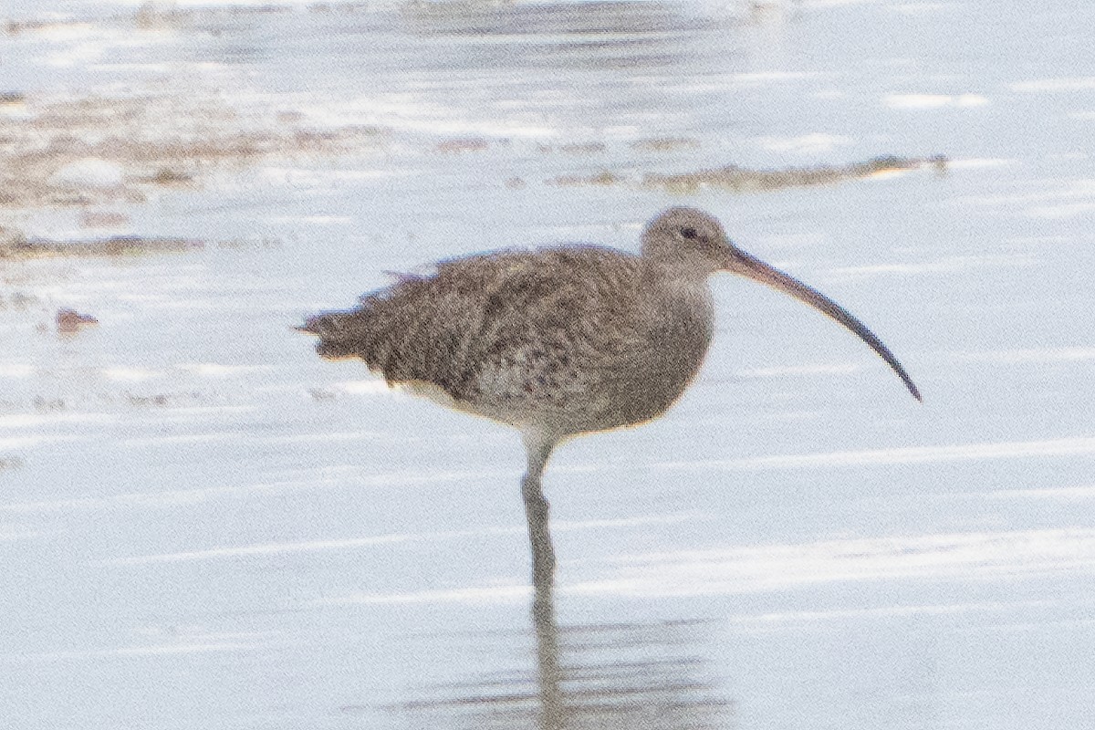Eurasian Curlew - ML642054147