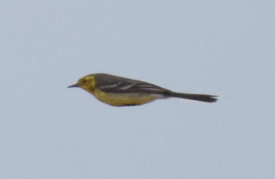 Citrine Wagtail - ML642054151