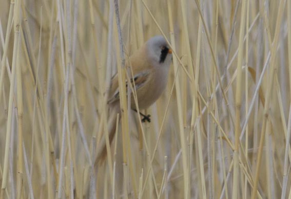 Bearded Reedling - ML642054160