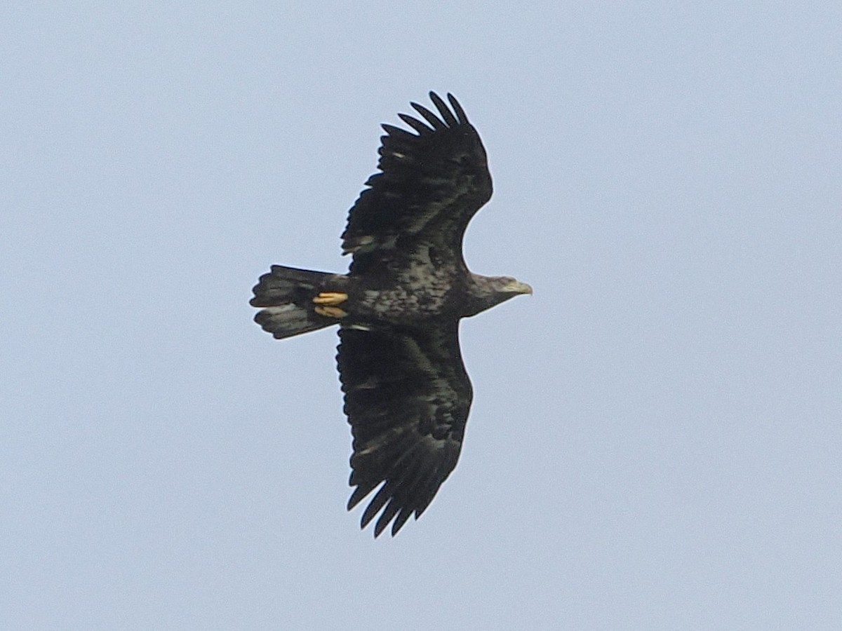 Bald Eagle - ML642054163