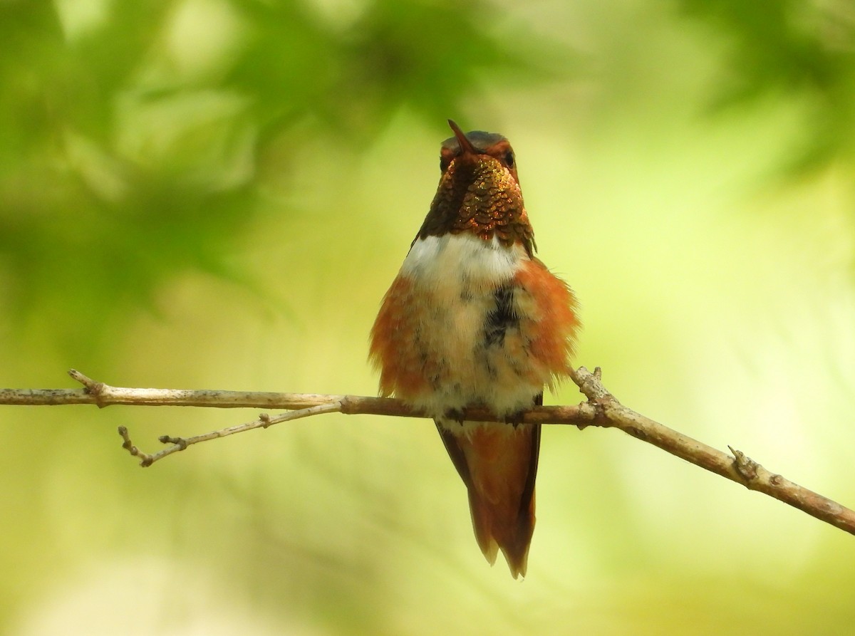 Rufous Hummingbird - ML642054178