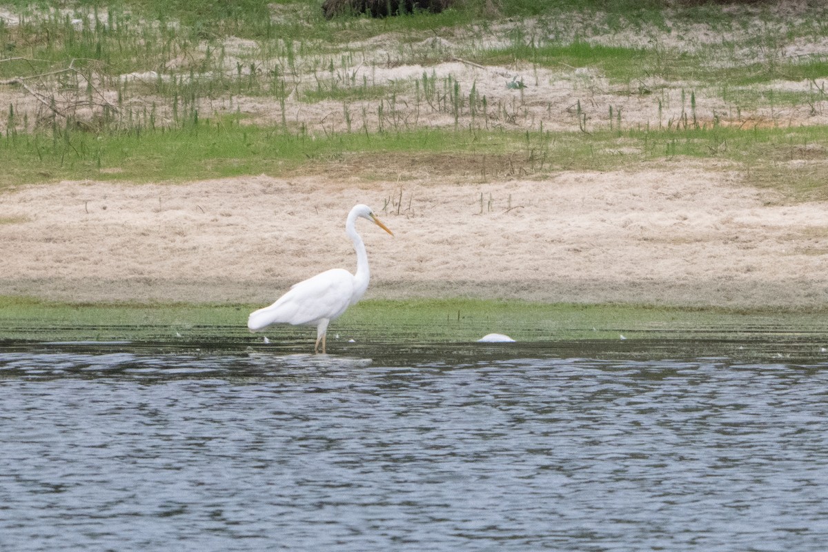 Great Egret - ML642054179