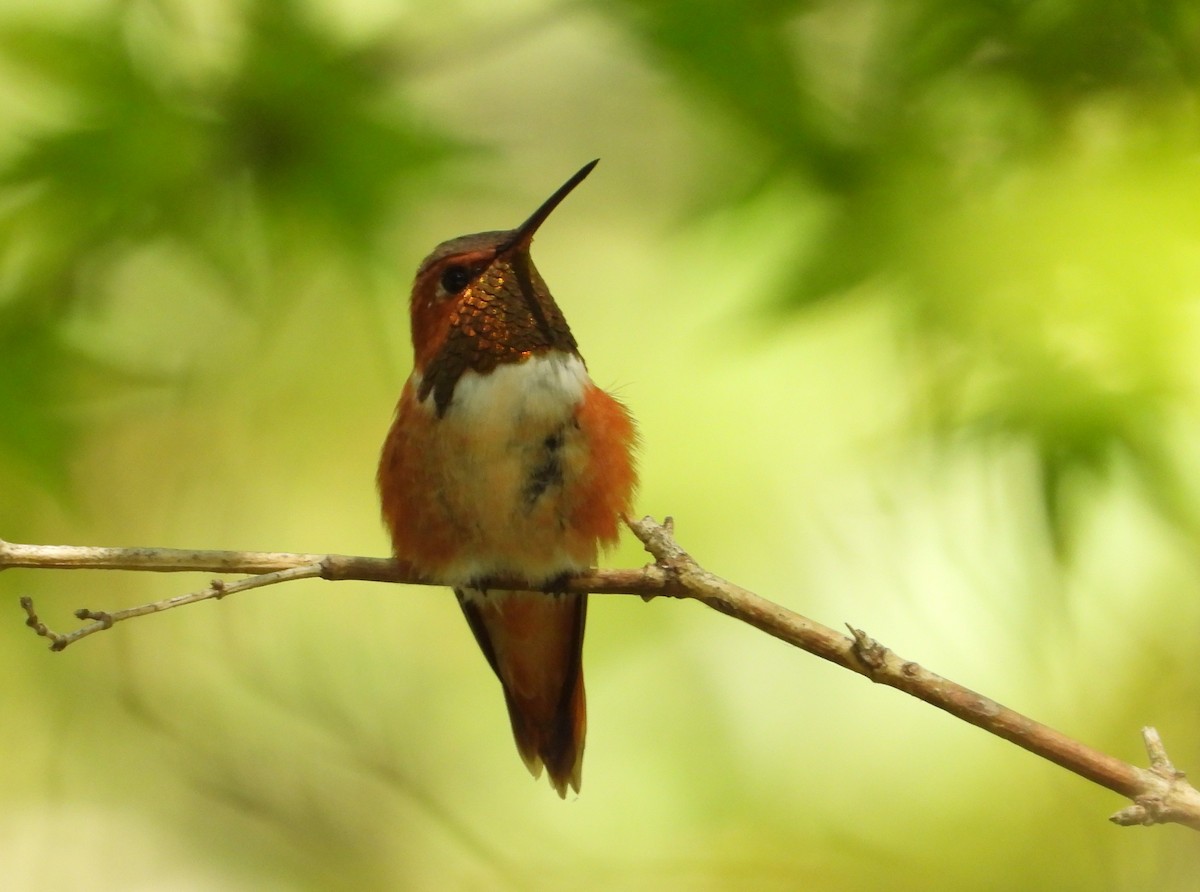 Rufous Hummingbird - ML642054182
