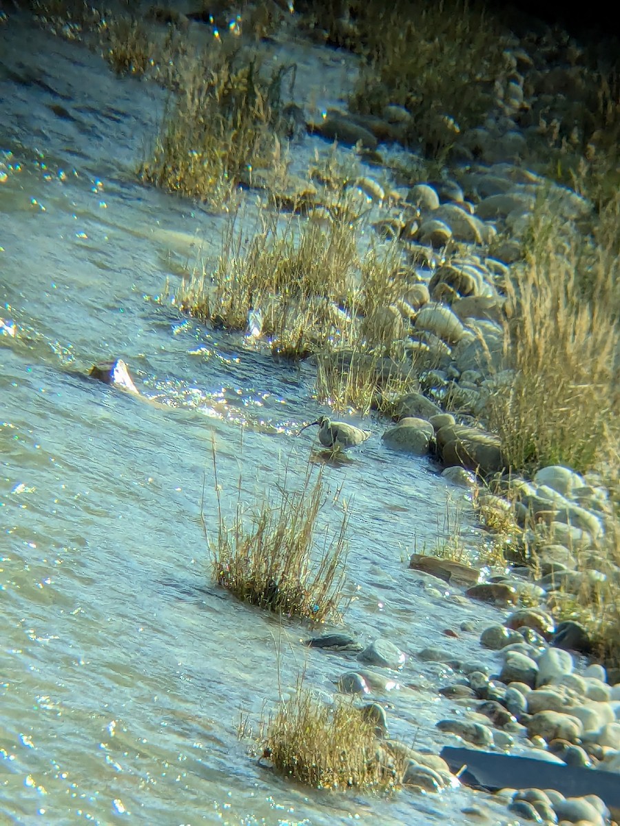Ibisbill - ML642054192
