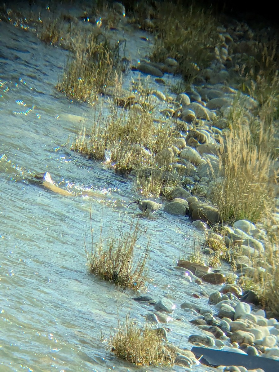 Ibisbill - ML642054193