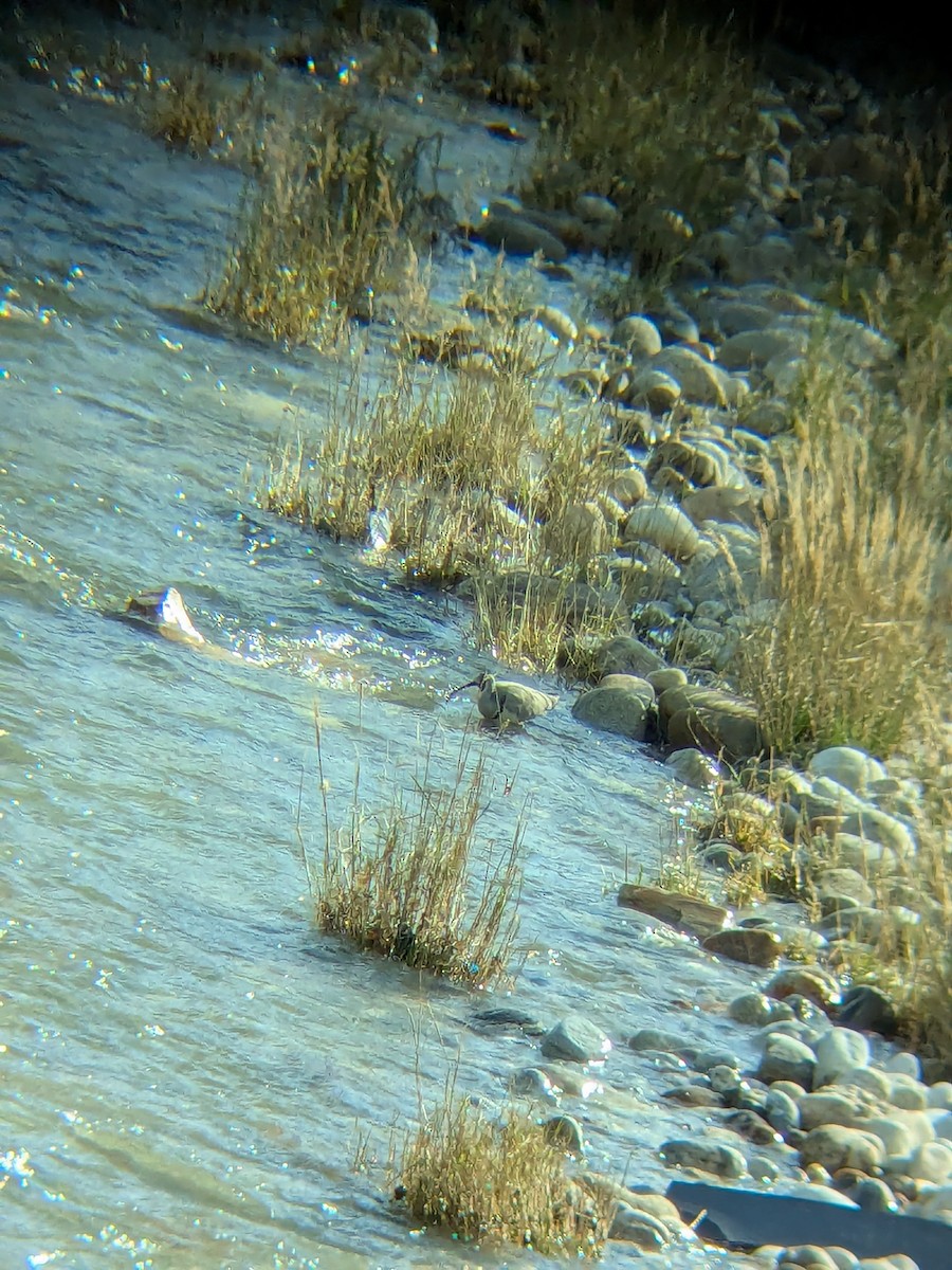 Ibisbill - ML642054194