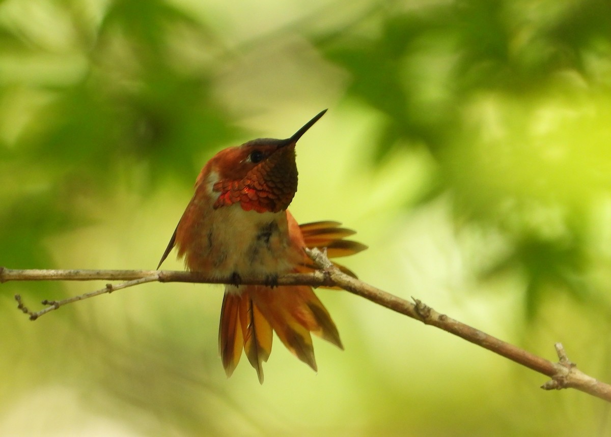 Rufous Hummingbird - ML642054195