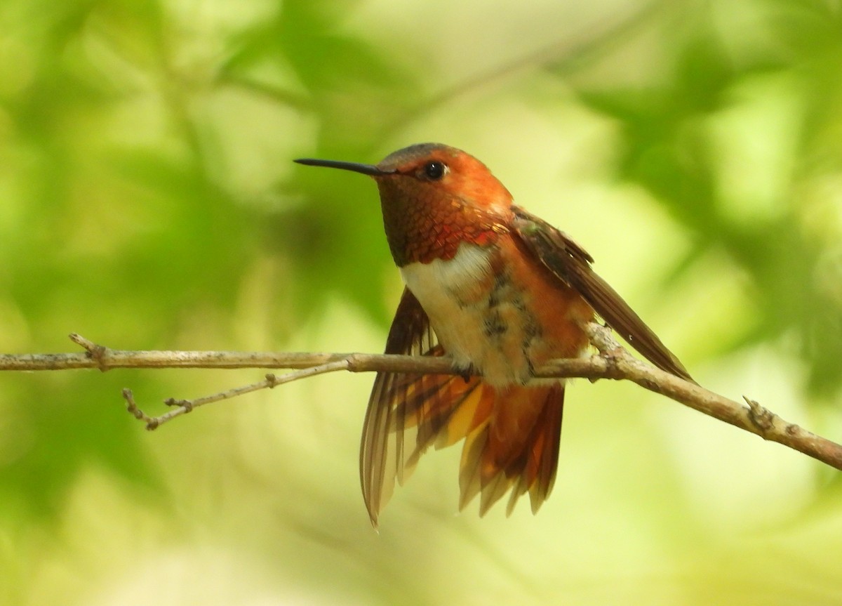 Rufous Hummingbird - ML642054199