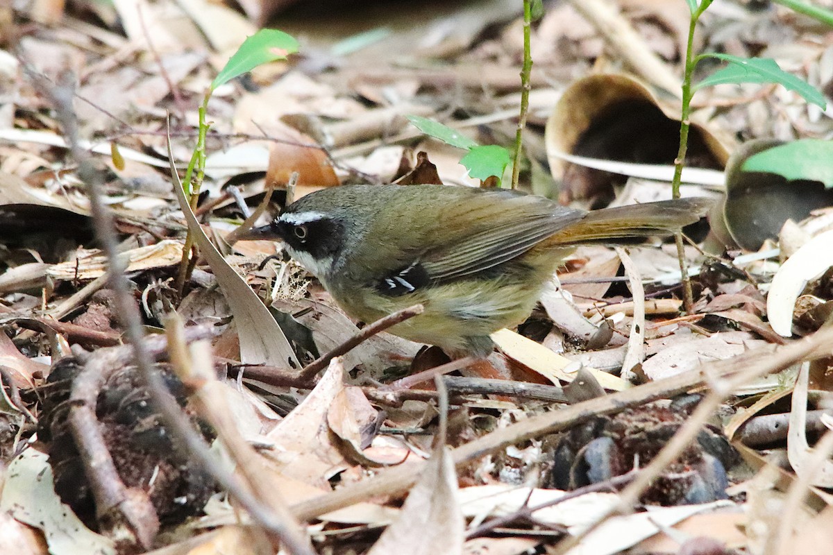 White-browed Scrubwren - ML642054214