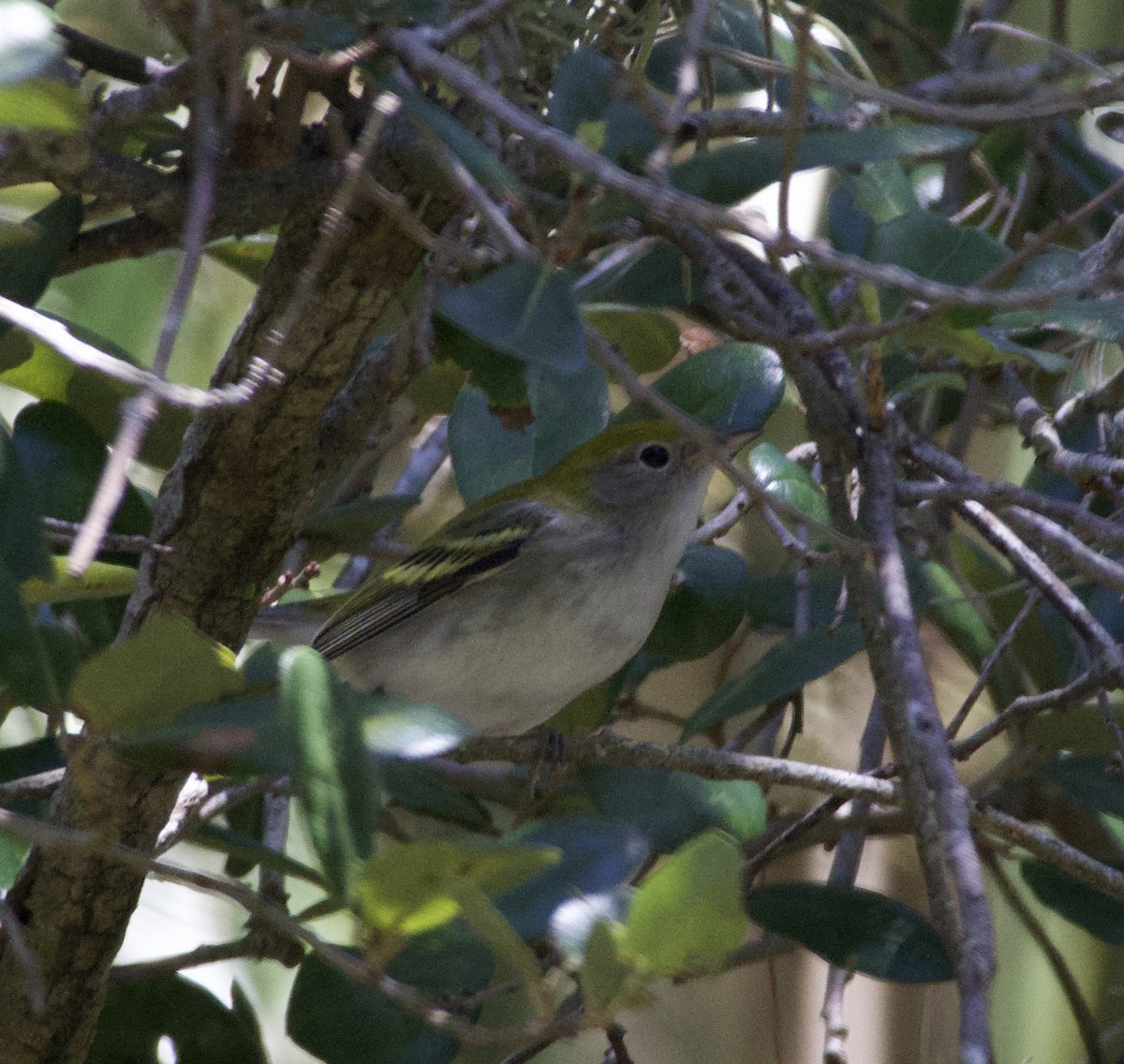 Chestnut-sided Warbler - ML642054219