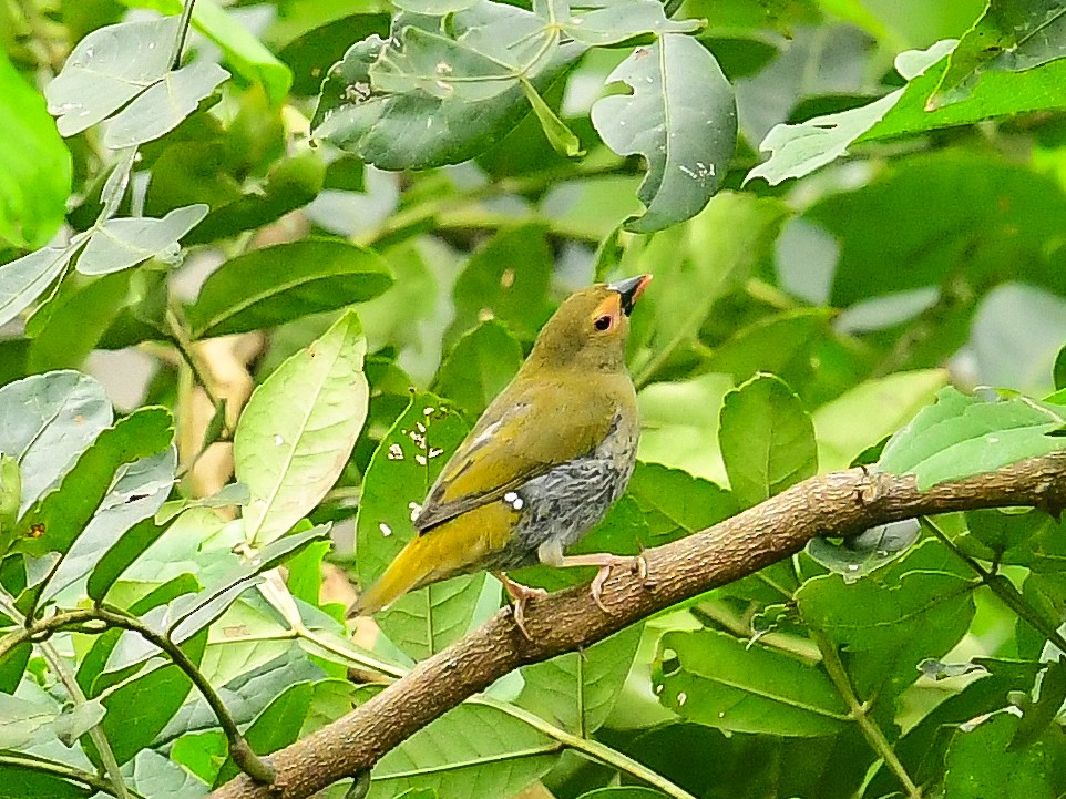 Green-backed Twinspot - ML642054226