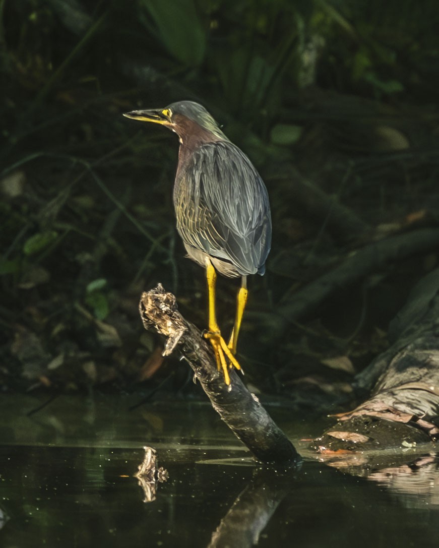 Green Heron - ML642054228