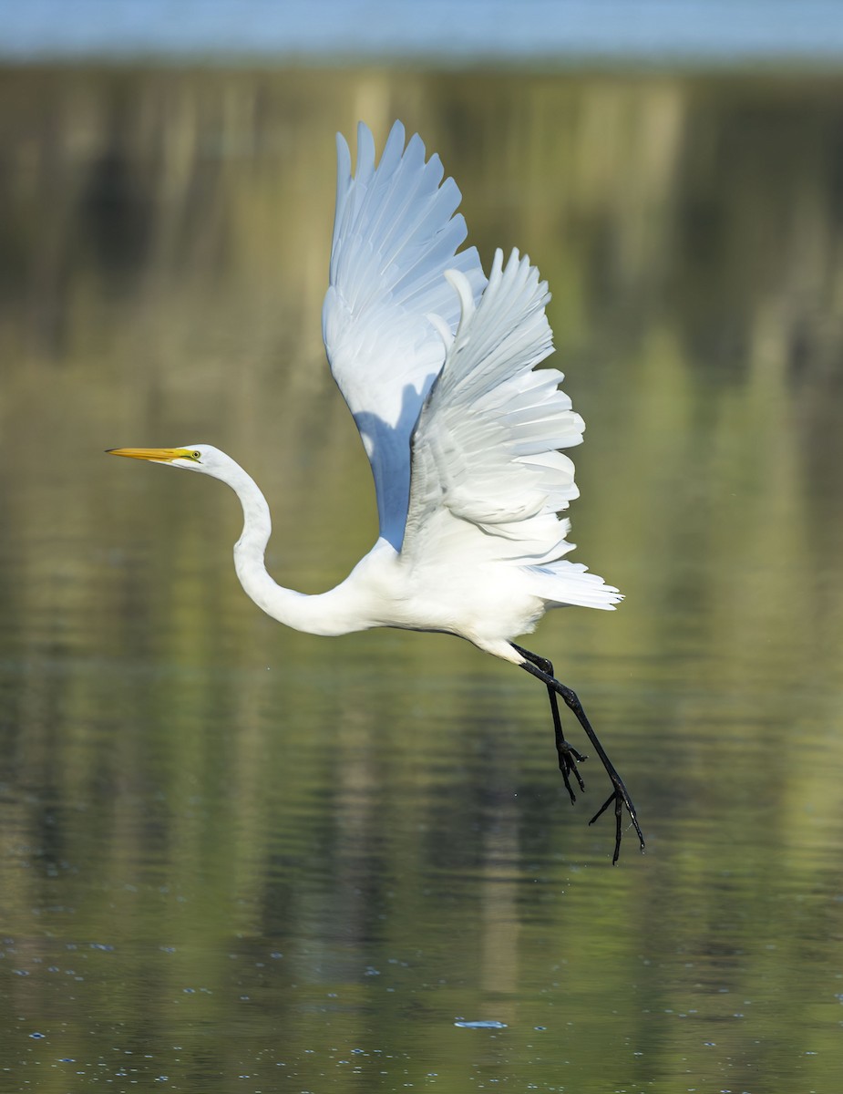 Great Egret - ML642054234