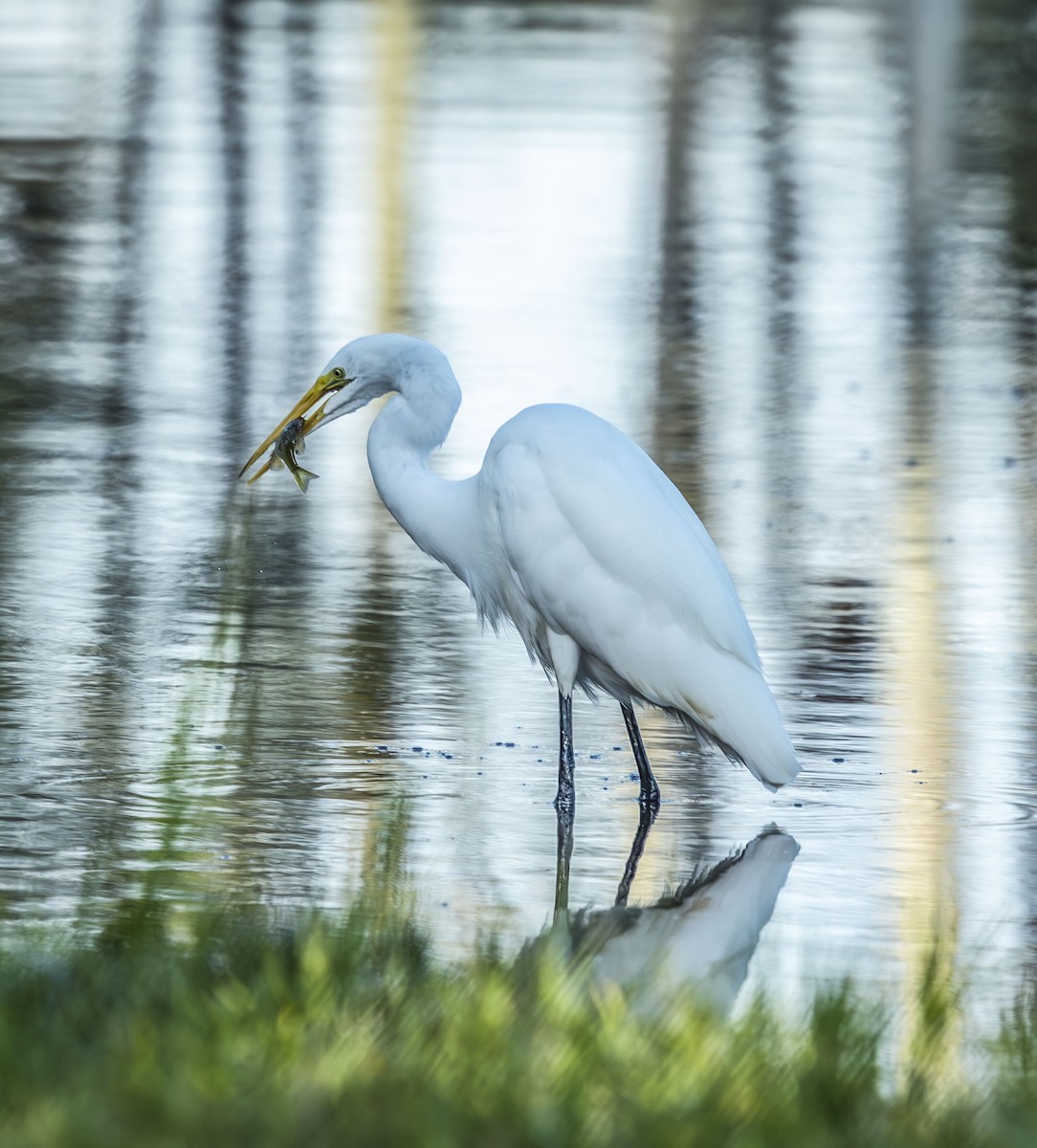 Great Egret - ML642054235