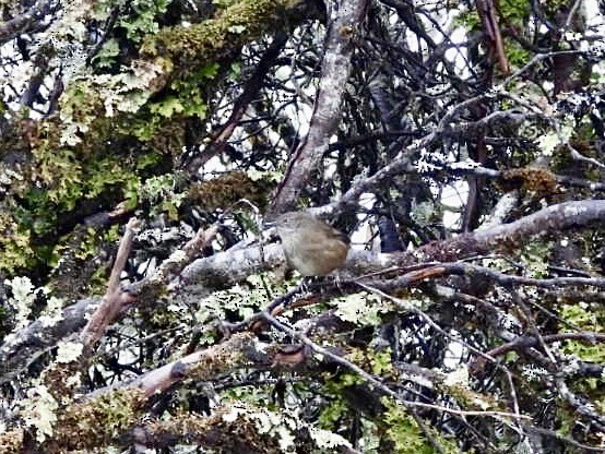 Tasmanian Scrubwren - ML642054243