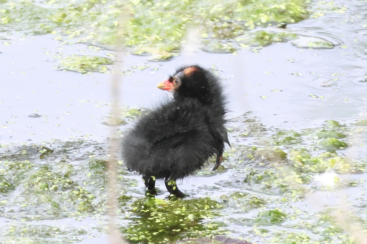 Eurasian Moorhen - ML642054266
