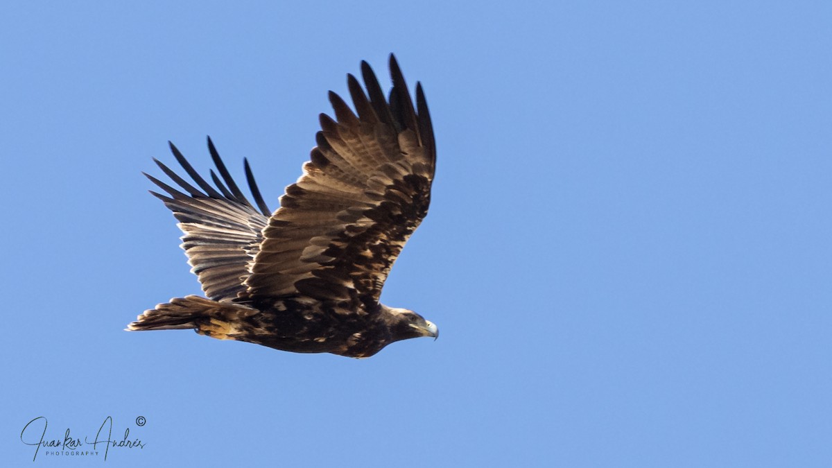 Spanish Eagle - ML642054269