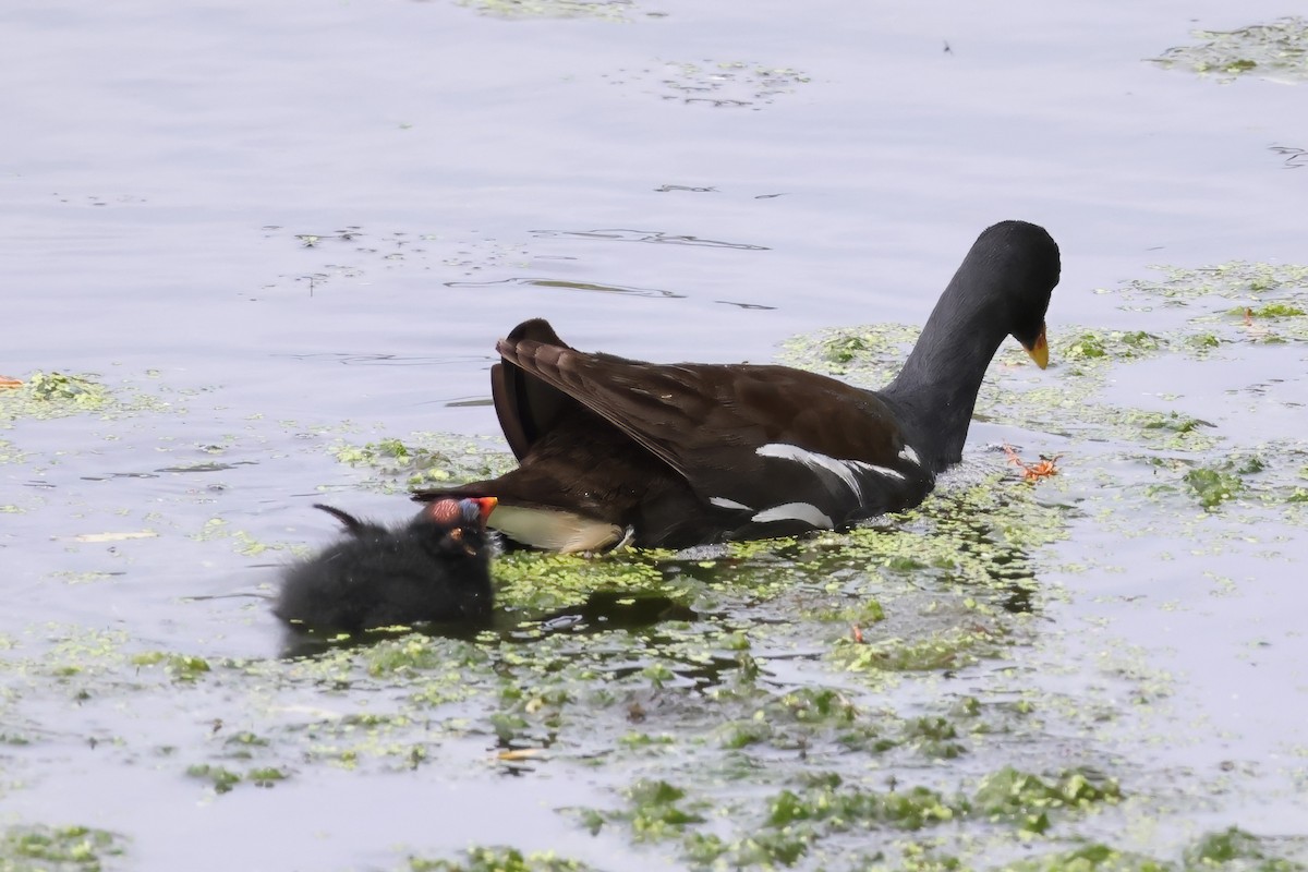 Eurasian Moorhen - ML642054271
