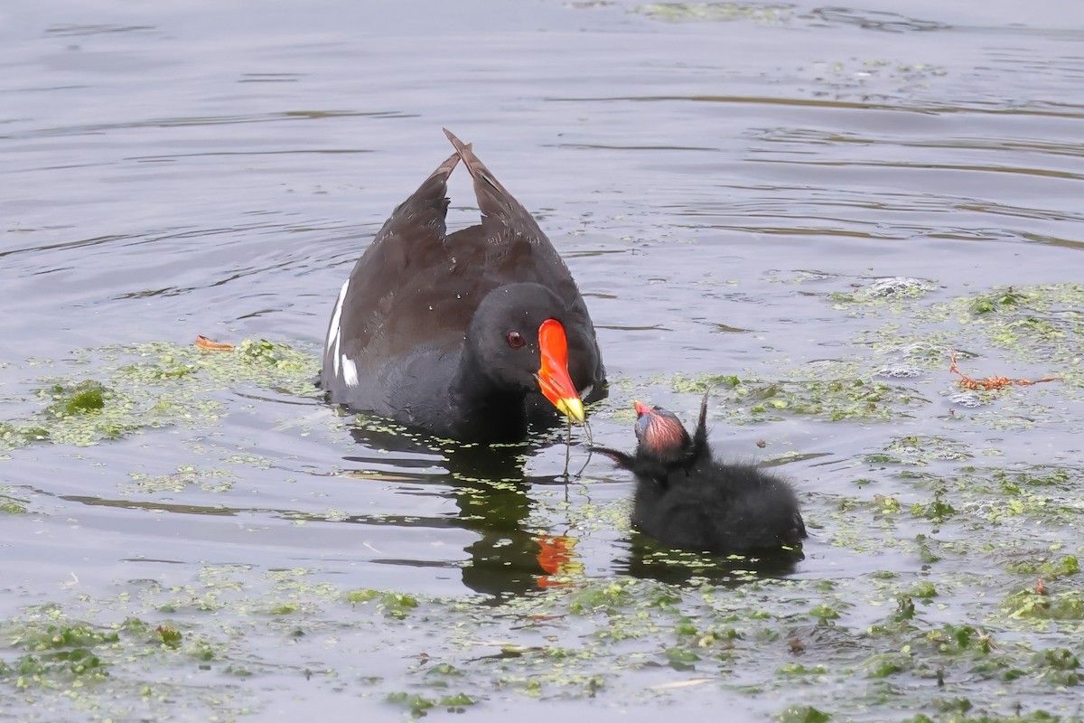 Eurasian Moorhen - ML642054273