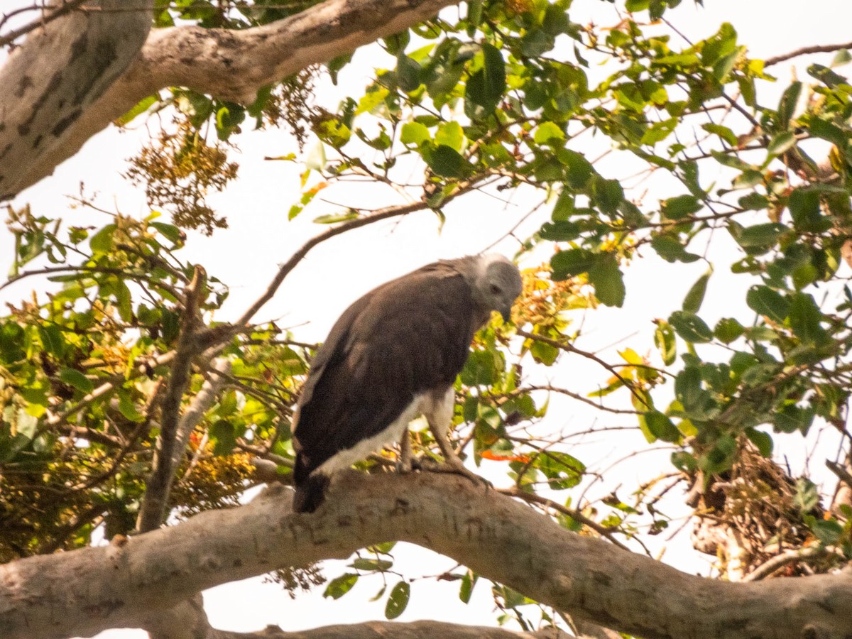Gray-headed Fish-Eagle - ML642054290
