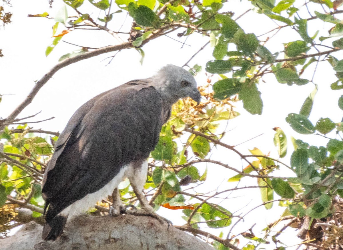 Gray-headed Fish-Eagle - ML642054291