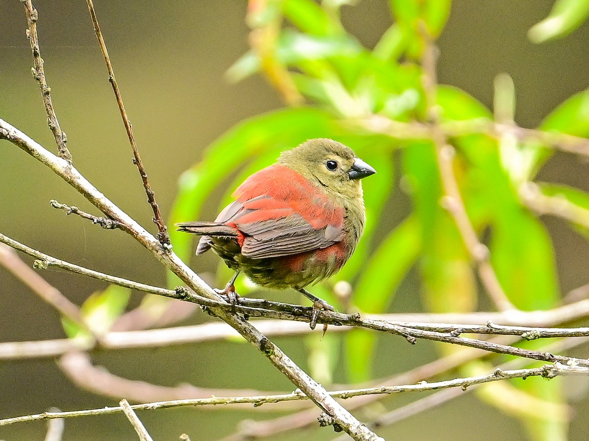 Red-faced Crimsonwing (Eastern) - ML642054297