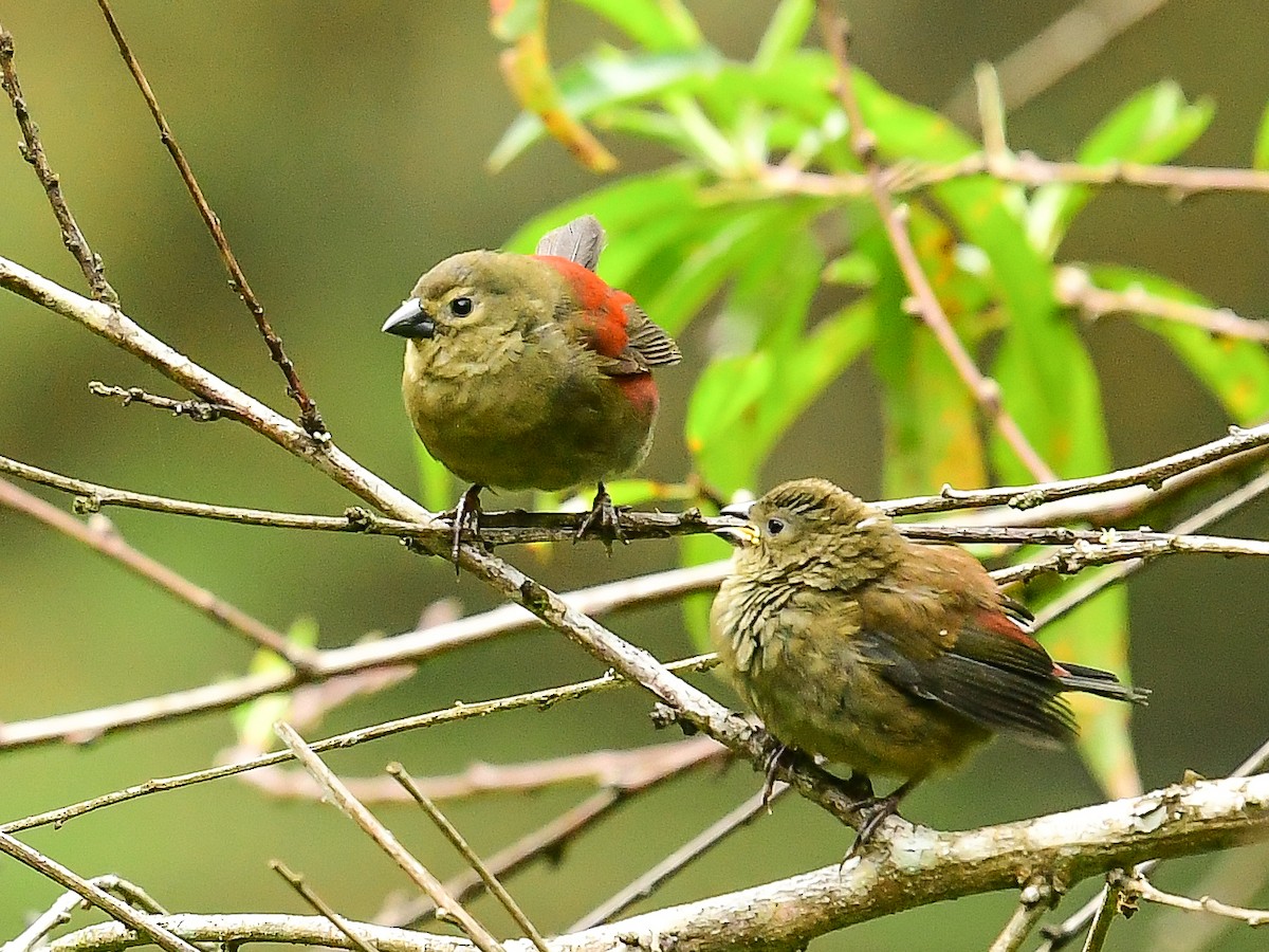 Red-faced Crimsonwing (Eastern) - ML642054298