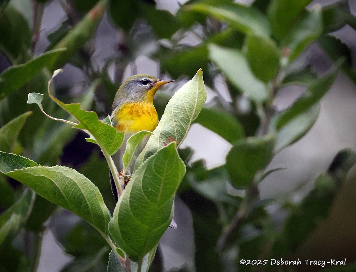 Northern Parula - ML642054304