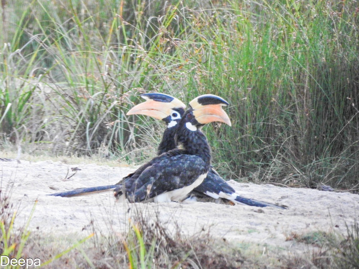 Malabar Pied-Hornbill - ML642054306