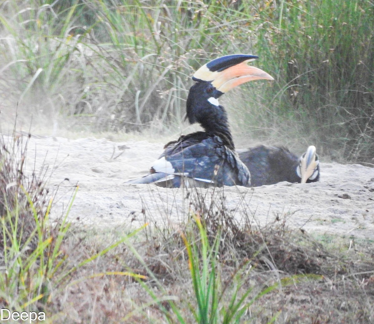 Malabar Pied-Hornbill - ML642054307