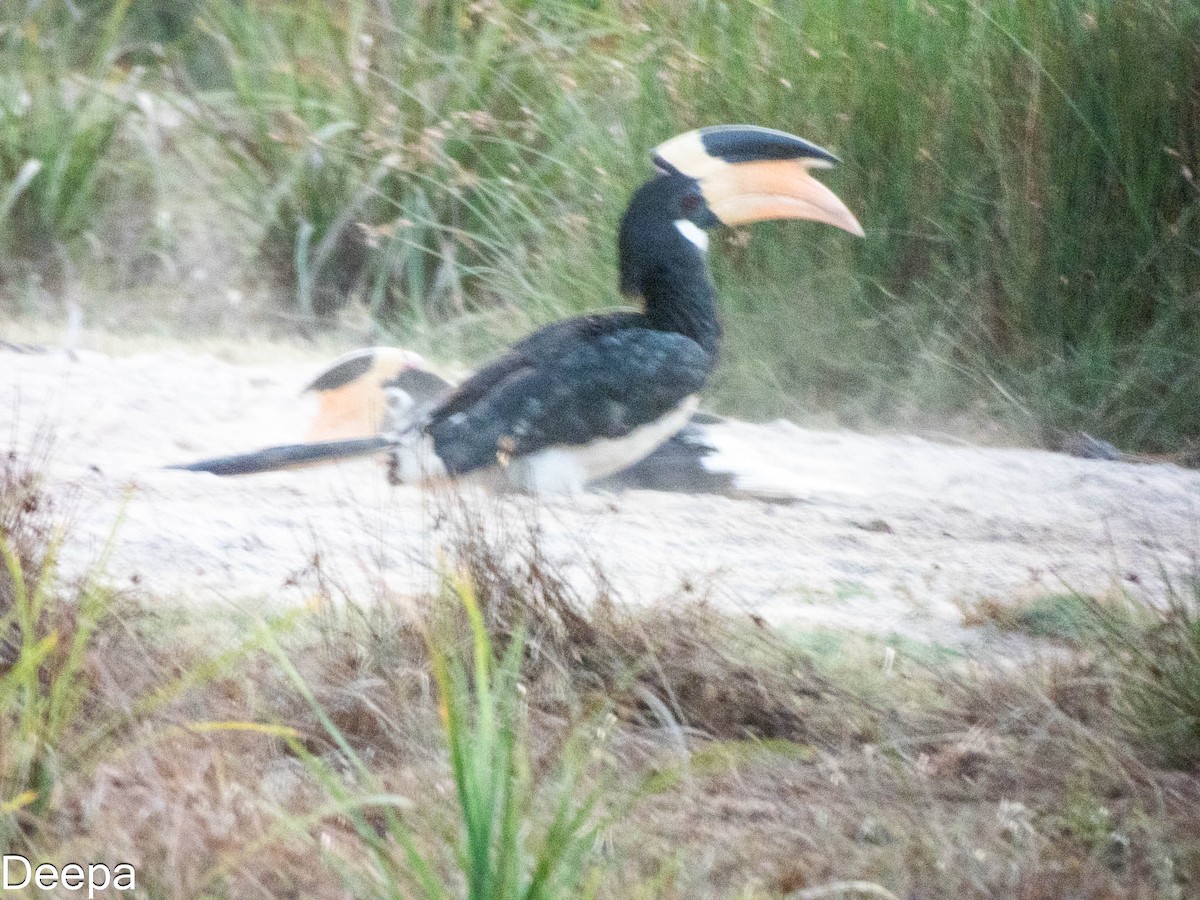 Malabar Pied-Hornbill - ML642054308