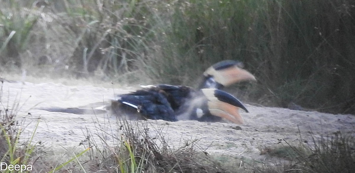 Malabar Pied-Hornbill - ML642054309