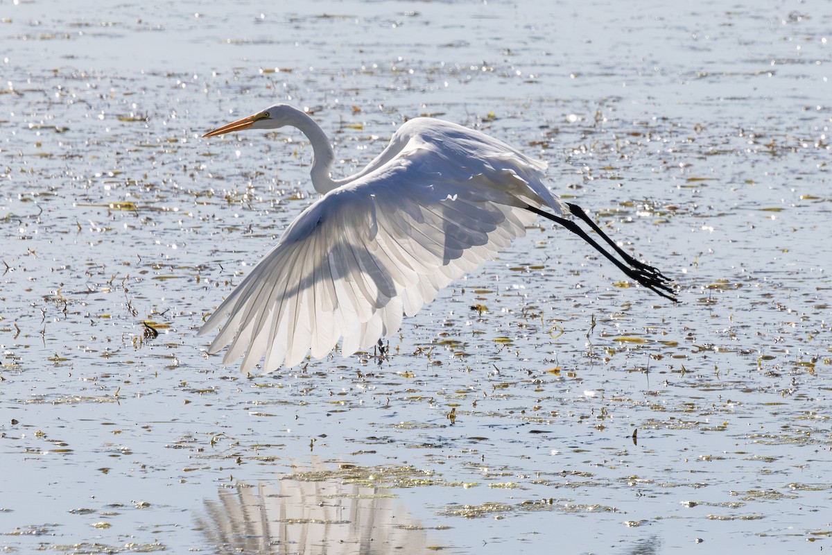 Great Egret - ML642054312