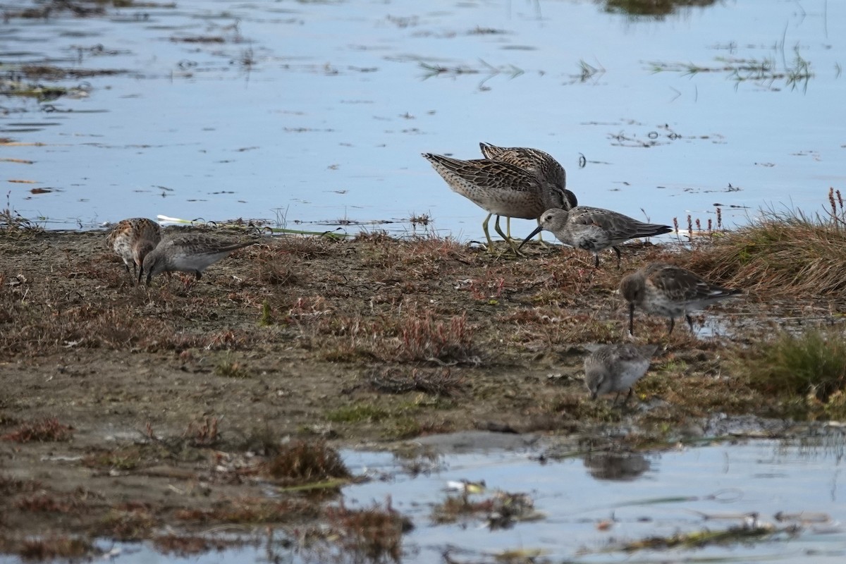 Dunlin - ML642054314
