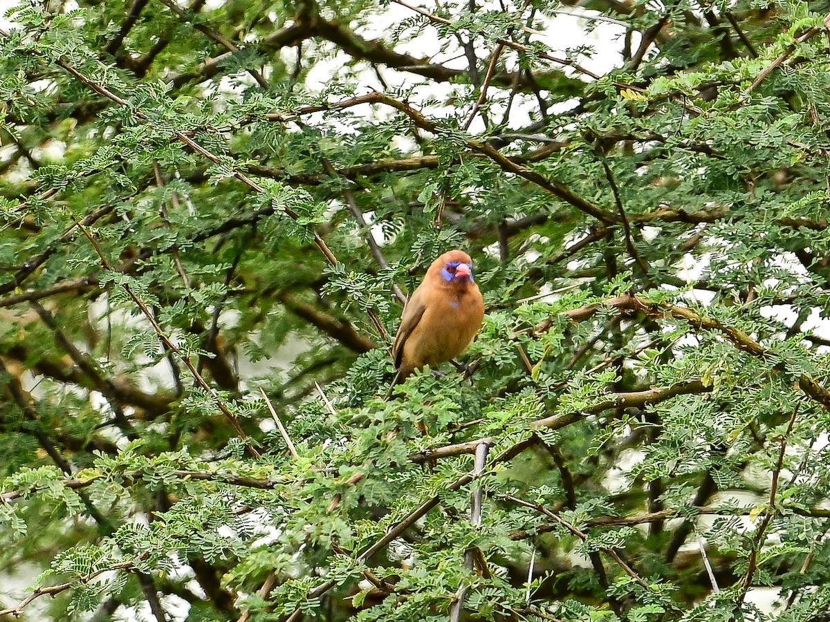 Purple Grenadier - ML642054316