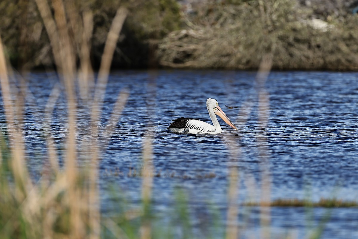 Australian Pelican - ML642054322