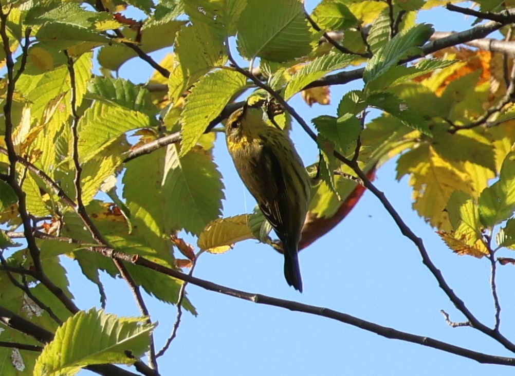 Cape May Warbler - ML642054323