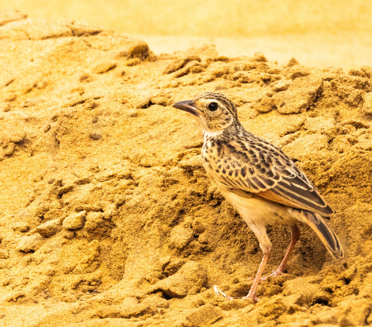 Jerdon's Bushlark - ML642054326