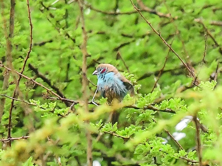 Red-cheeked Cordonbleu - ML642054327
