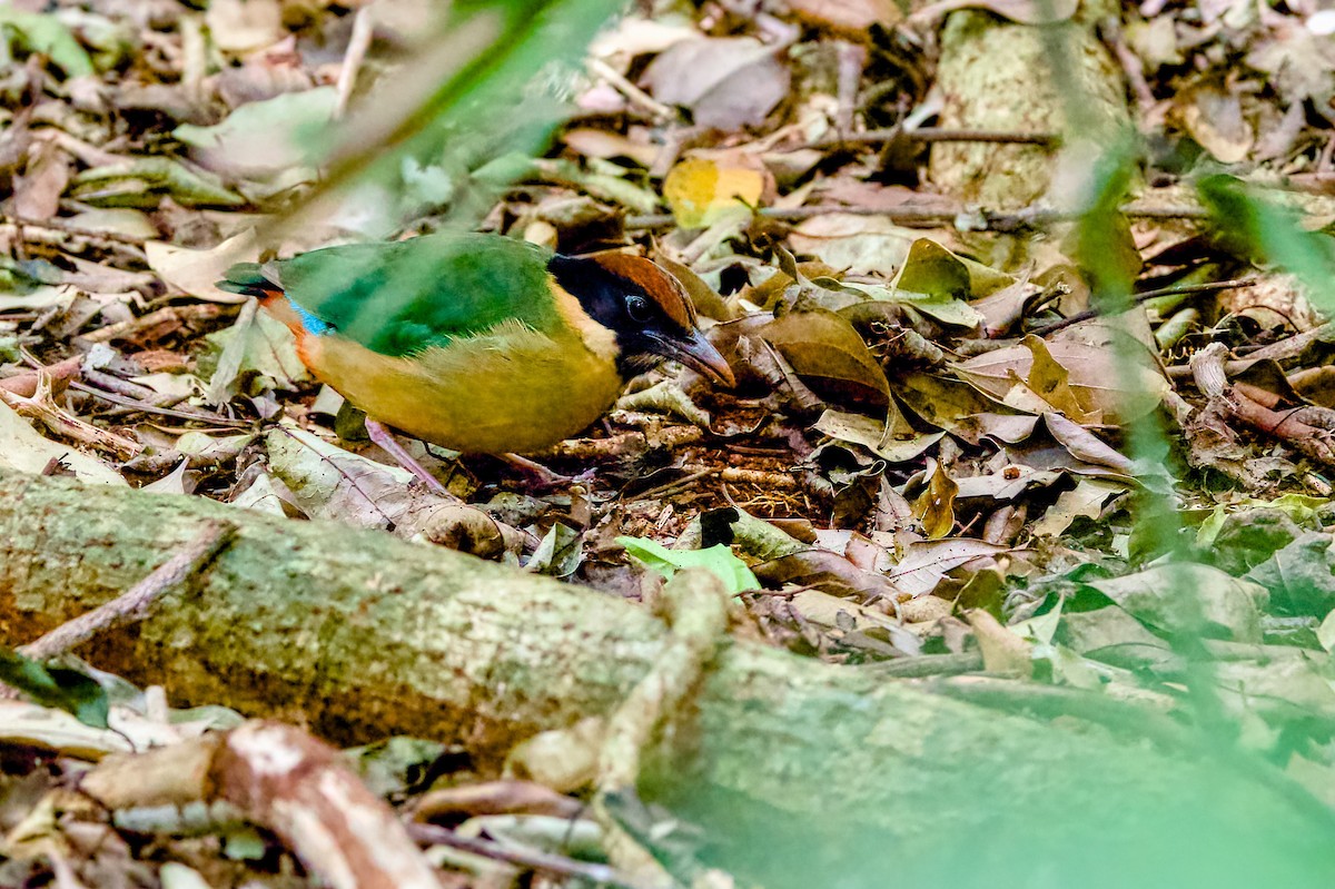 Noisy Pitta - ML642054331