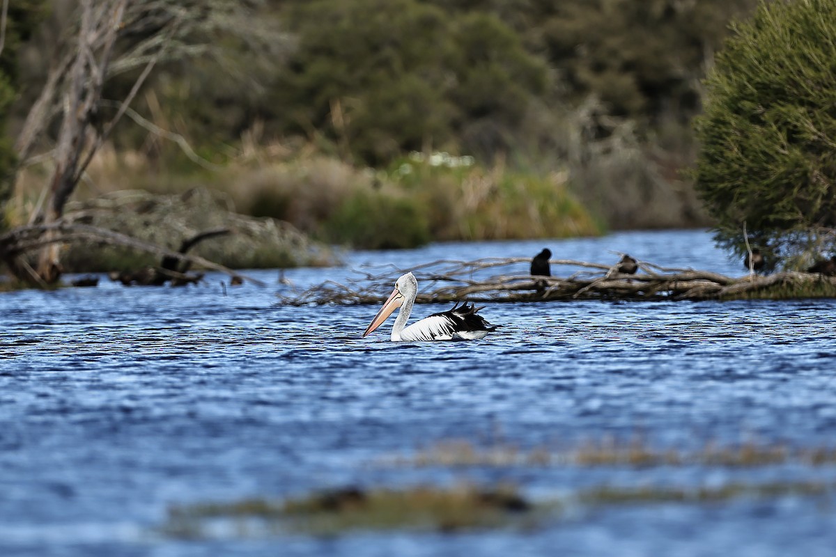 Australian Pelican - ML642054332