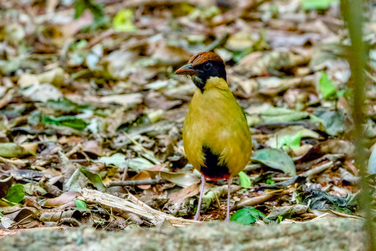 Noisy Pitta - ML642054333