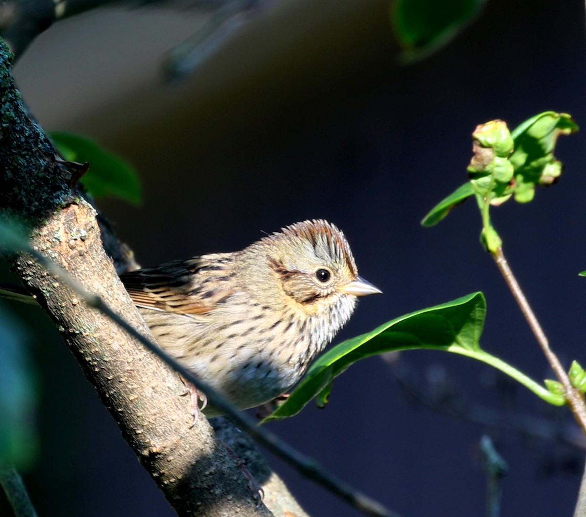 ヒメウタスズメ - ML642054334