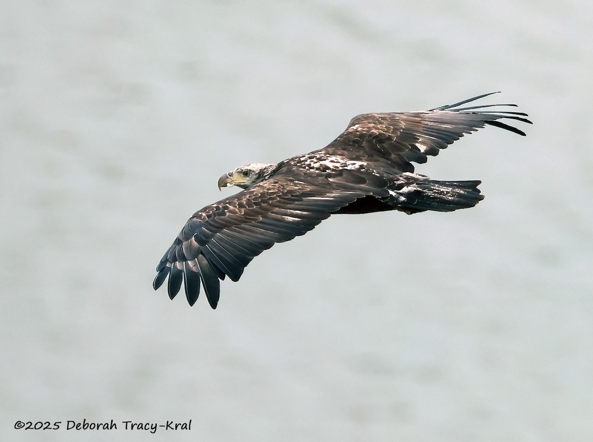 Bald Eagle - ML642054335