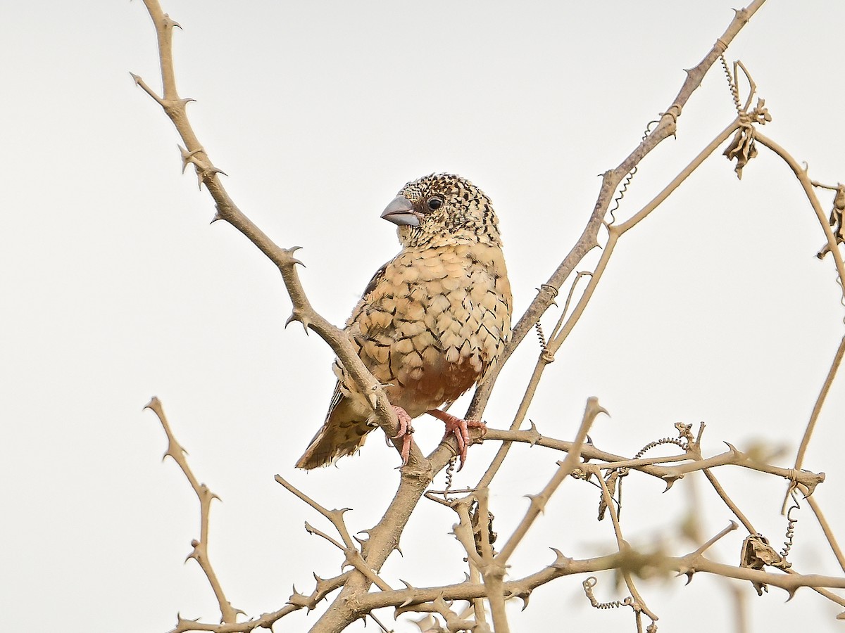 Cut-throat - ML642054336