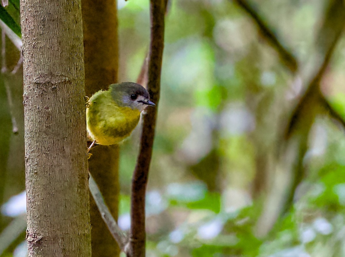 Pale-yellow Robin - ML642054337