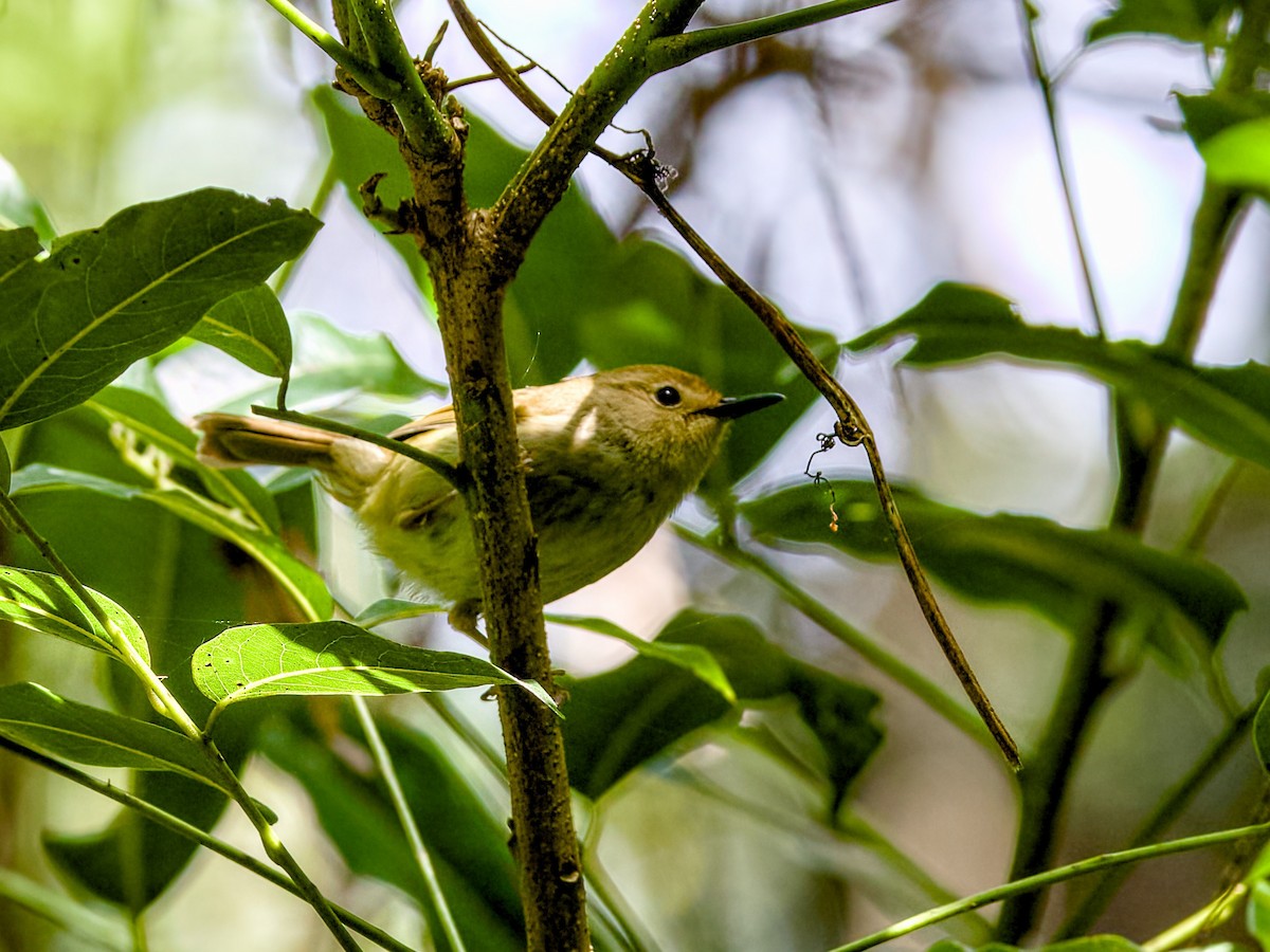 Large-billed Scrubwren - ML642054341