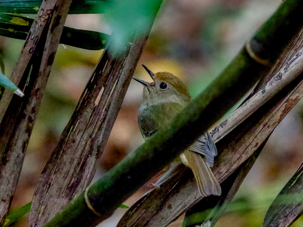 Large-billed Scrubwren - ML642054343