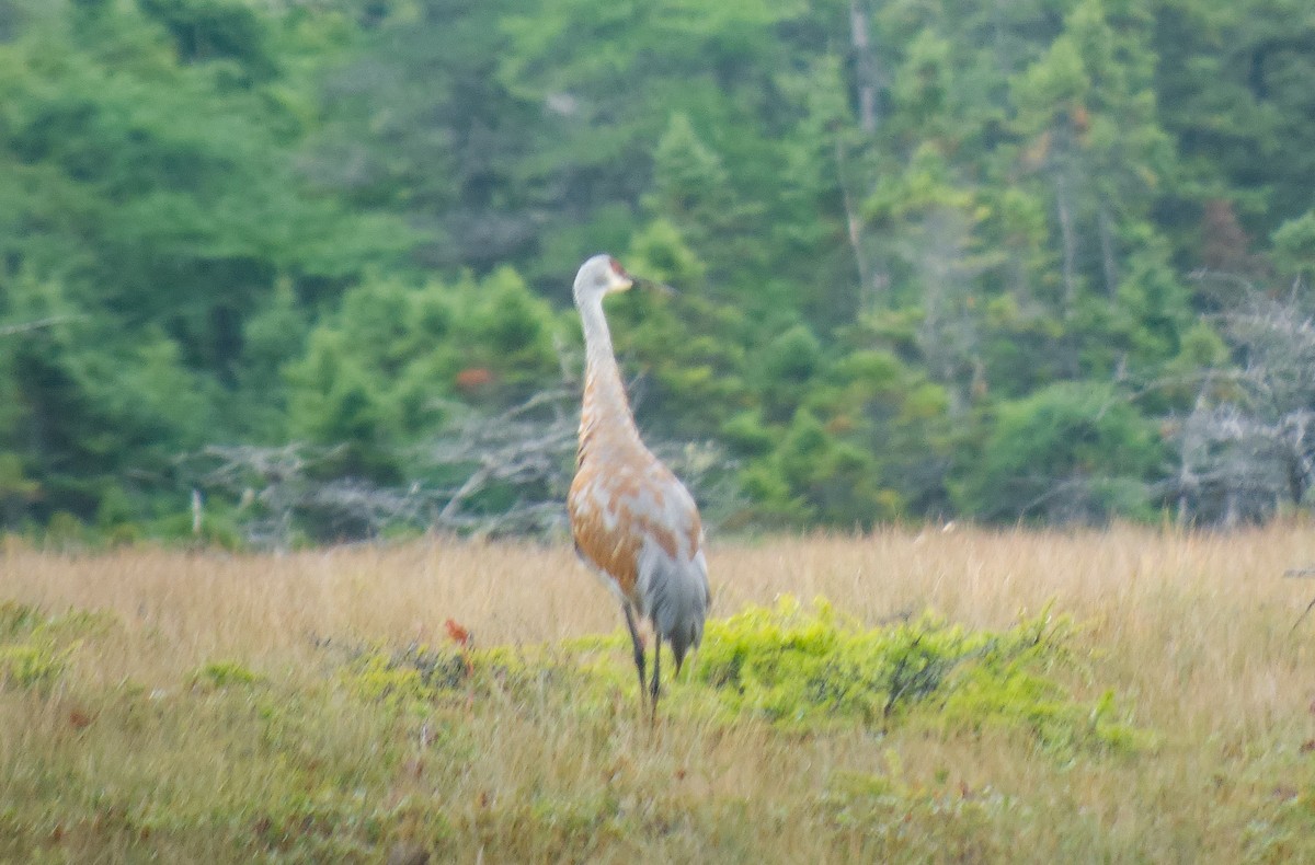 カナダヅル - ML642054345